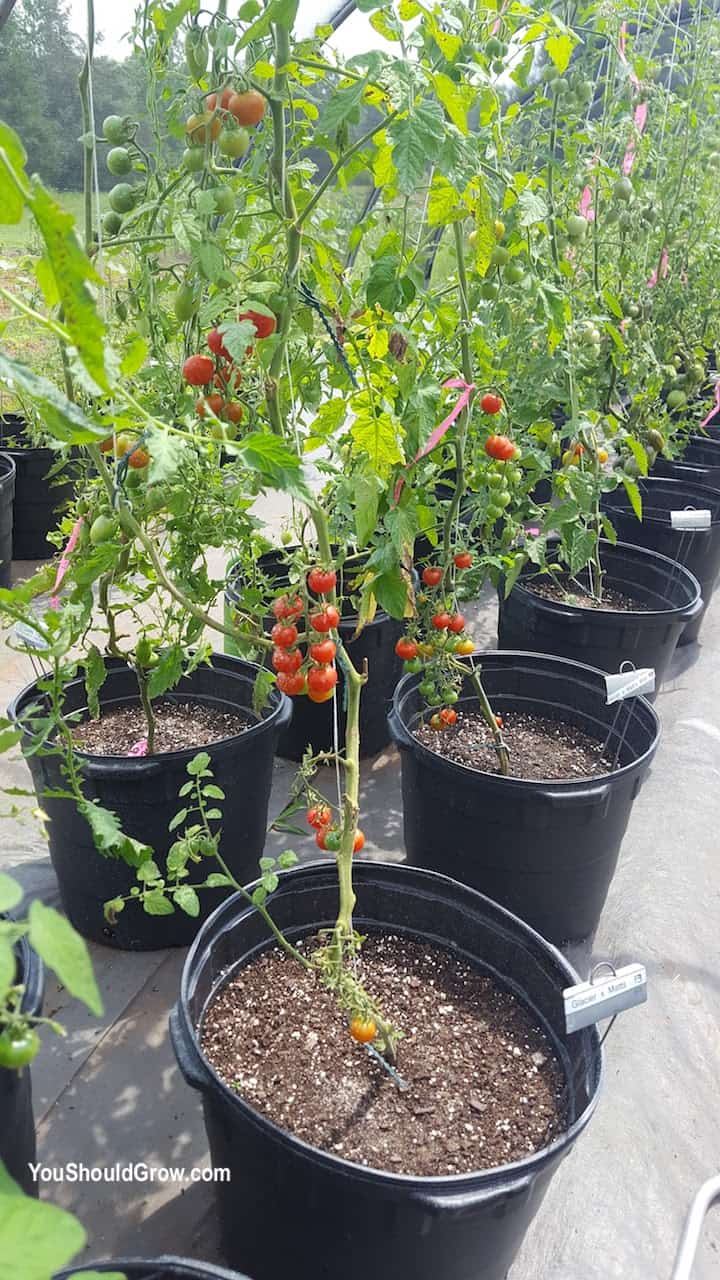 Cherry tomatoes growing in containers.
