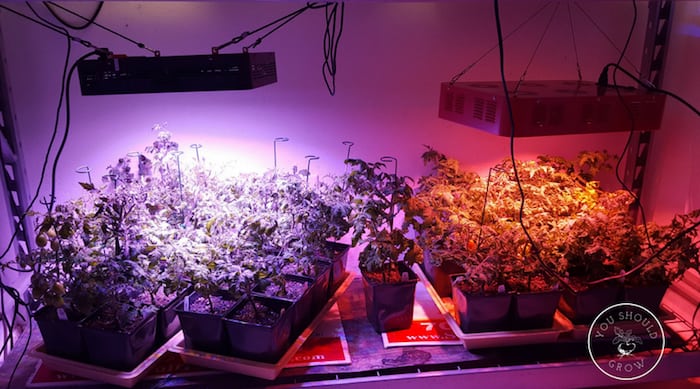 Tomatoes growing under led lights