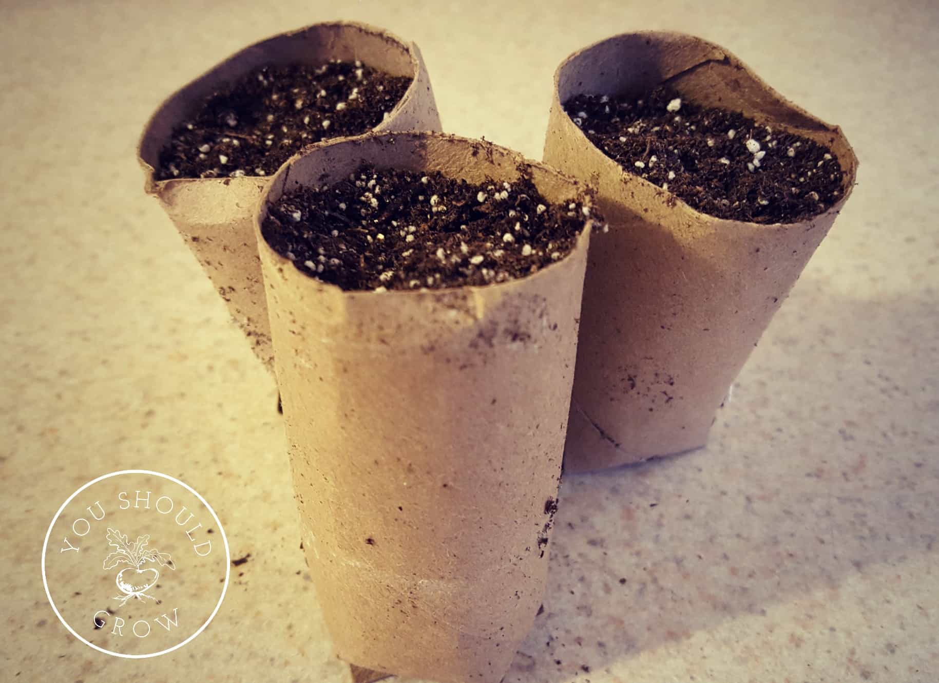 TP rolls turned into seed starting pots
