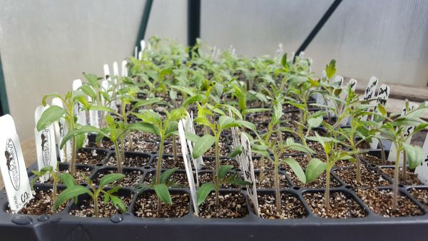 Growing Tomatoes From Seeds: The Complete Guide - You Should Grow