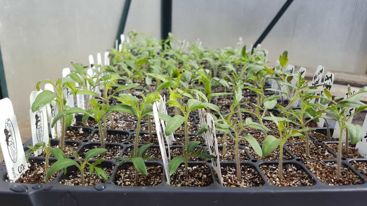 Seed starting: Here is a pic of some of our tomato seedlings with each row labeled to identify the variety of tomato growing.
