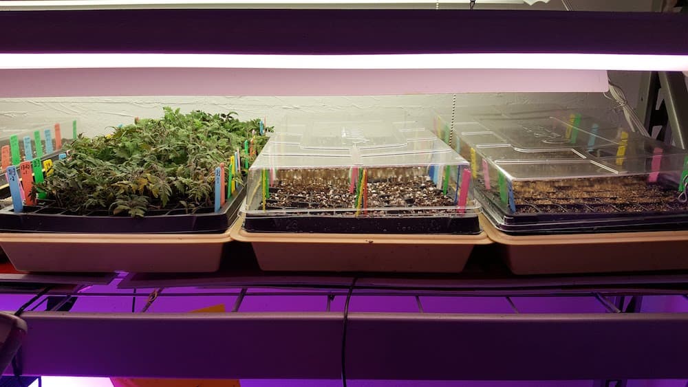 Trays of tomato seedlings under lights.