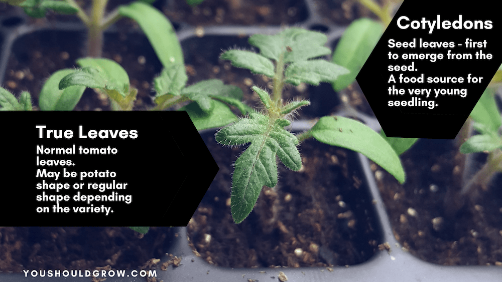 Tomato seedling demonstrating true leaves vs cotyledons.