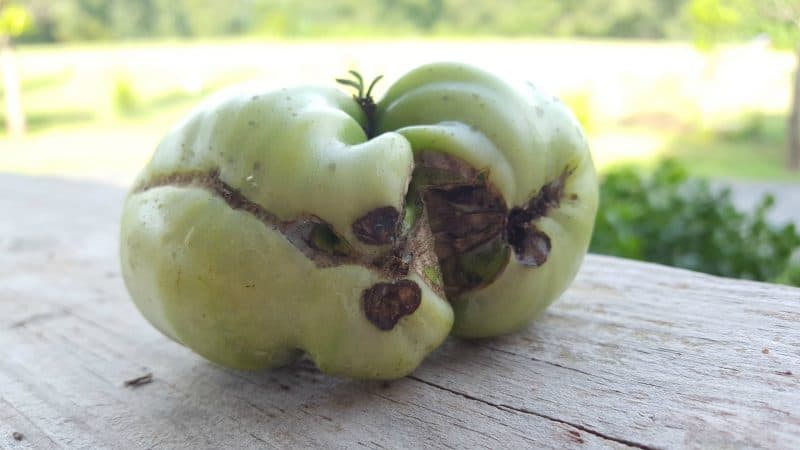 Tomato Problems: Catfacing and zippering