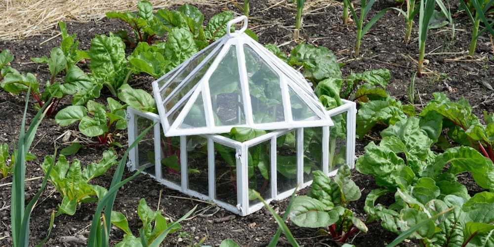 vegetable garden cloche: one way to protect plants from frost