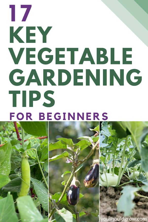 17 key vegetable gardening tips for beginners with images of vegetables growing in garden