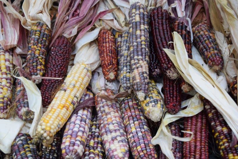 brightly colored ornamental corn