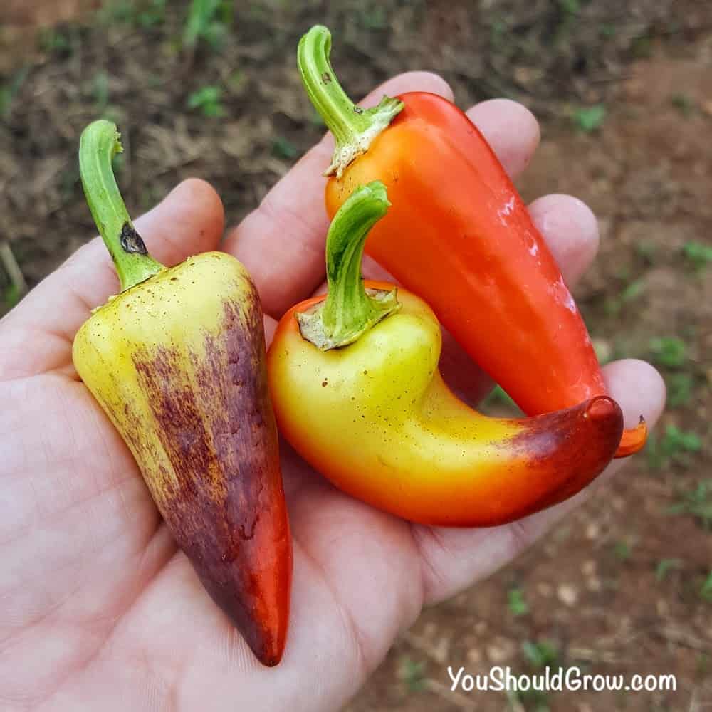 3 small tricolor (red, purple, yellow) peppers and a hand
