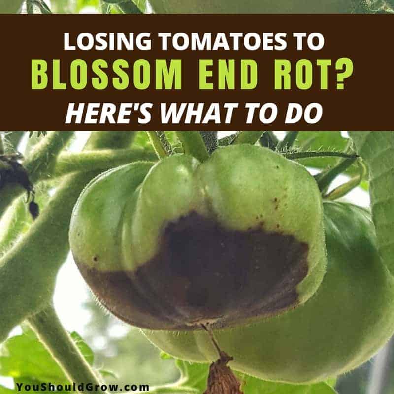 Losing Produce To Blossom End Rot? Here’s What To Do!