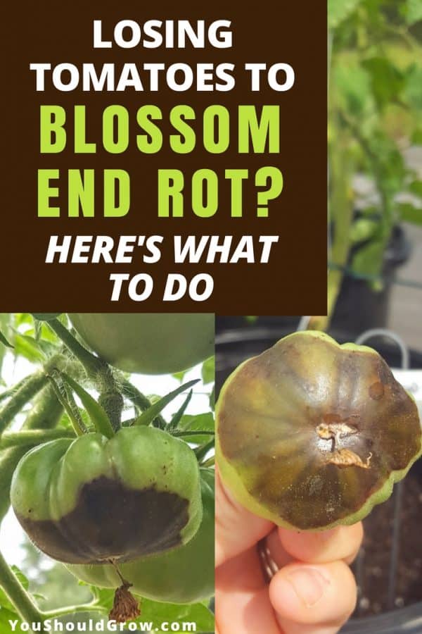 Losing Produce To Blossom End Rot? Here's What To Do! You Should Grow