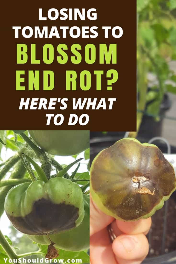 What to do about blossom end rot on tomatoes.
