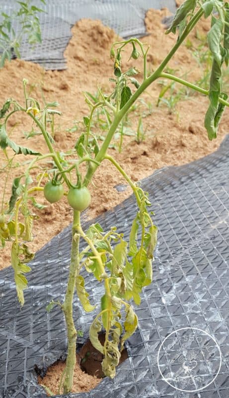 Image of a wilted tomato plant with yellow leaves commonly seen with tomato diseases