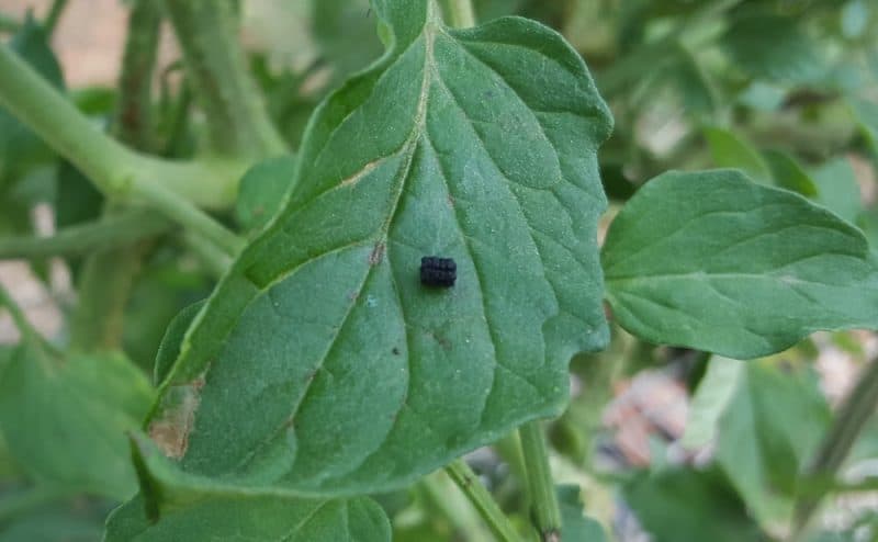 Fecal material from caterpillar on a tomato leaf.